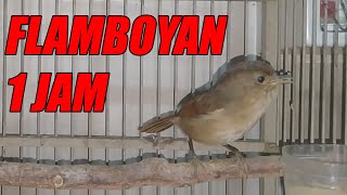 Download lagu MASTERAN BURUNG FLAMBOYAN GACOR 1JAM COCOK BUAT PANCINGAN FLAMBOYAN mp3 Download lagu MASTERAN BURUNG FLAMBOYAN GACOR 1JAM COCOK BUAT PANCINGAN FLAMBOYAN mp3
