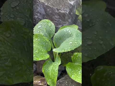 造園 – 最大限の快適さを実現する 26 のトレンディーなアイデア  庭園