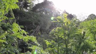 Alchemy Polish cut with rick