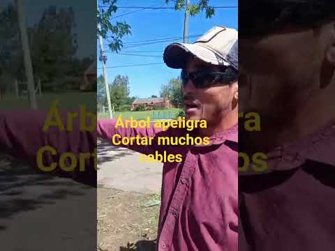 Árbol que amenaza cortar muchos cables en #buenosaires Escobar PODAS EXTREMAS