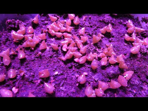 Yeasts sa lunas balat Fungus toe Masakit