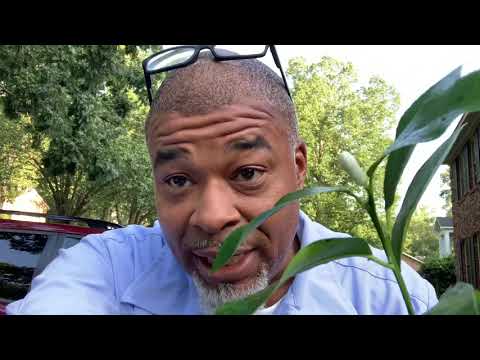 How long does it take to get fruit from cuttings? 🍋 🍊 🍐 🍌 🍎