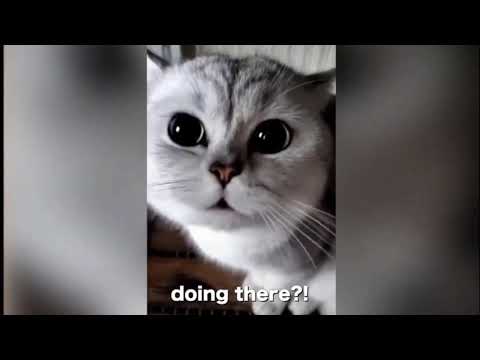 Funny Cat & Dogs - Try Not To Laugh , Cat Speaking English 😻😹😂