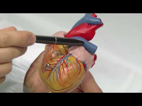 Cardiac catheter lab: closing the atrial appendage