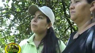 preview picture of video 'D'TRAVESIA en cultivo de piñas departamento del CAQUETÁ'