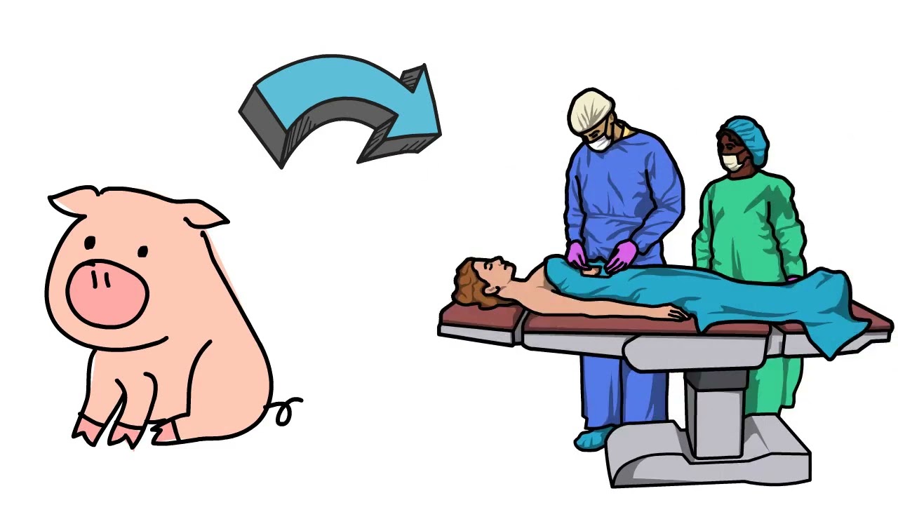Resposta Imunológica aos Enxertos