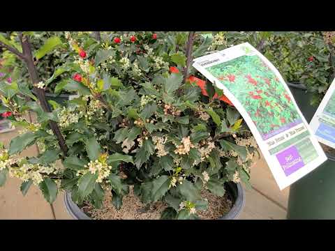 Ilex 'Blue Prince' & 'Blue Princess' (Holly) // 💙💙Berries Galore On Two Evergreens In The Same Pot!