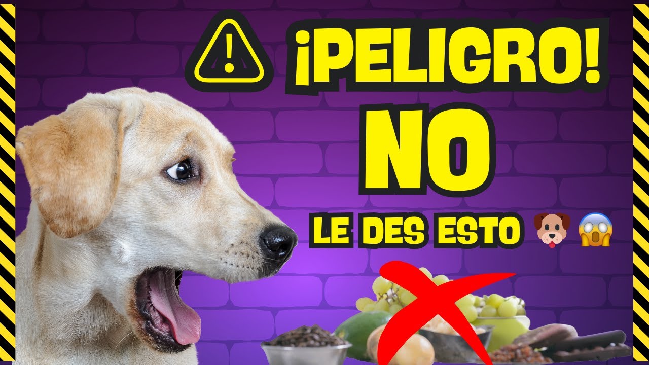 22 Alimentos Prohibidos para Perros 🚨 ¡Podrían Costarle la Vida!