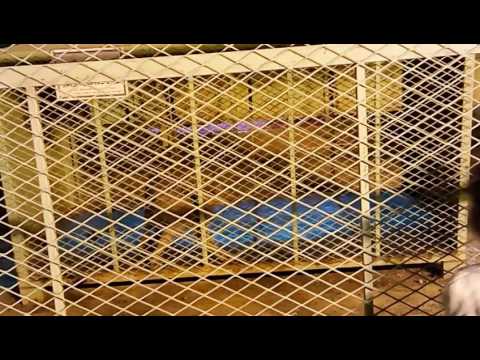 Aribah at a local zoo in KSA(2)