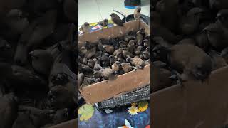 Download lagu VIRAL!! KEEPING HUNDREDS OF EMPRIT BIRDS mp3