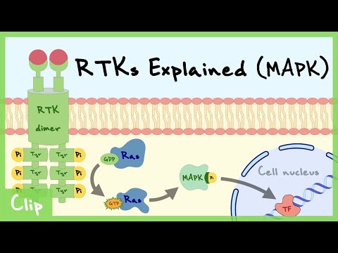 MAPK Pathway Of Receptor Tyrosine Kinase Explained | Clip