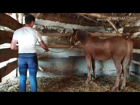 Hogyan lehet megszabadulni a vállízület ízületi gyulladásáról