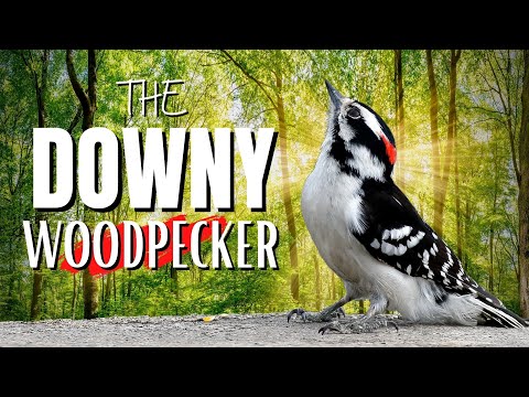 image-Are downy woodpeckers in Florida?