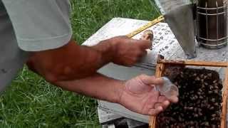 catching queen bee , makrking, and caging with nurse bee for sale.MP4