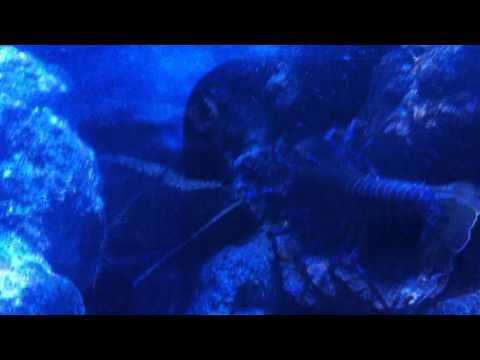 会計学科 ユーチューブyoutube.comが名古屋港水族館になった！感動のイルカや魚たち！税理士木村勝則の独り言！経営革新等支援機関近畿財務経済産業局認定木村勝則税理士事務所滋賀県高島市安曇川町