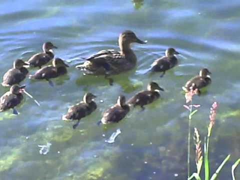 Rodzina krzyżówek [Anas platyrhynchos] (Oświęcim, jezioro Kruki 2008r)