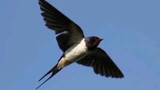 Download lagu SUARA PANGGIL PALING DICARI PARA MASTER BURUNG WALET mp3 Download lagu SUARA PANGGIL PALING DICARI PARA MASTER BURUNG WALET mp3