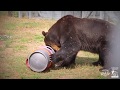 Brown Bear Rescue From Japan To Yorkshire Wildlife Park Short Film