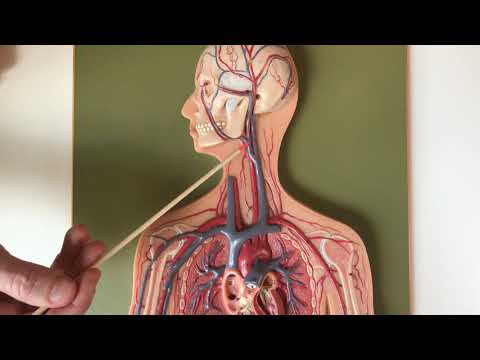 Blood Vessels Human Model 1