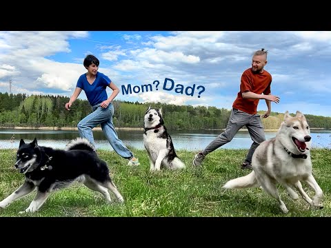 Who Will My Dogs Choose? Trying to Catch an Escaped Husky