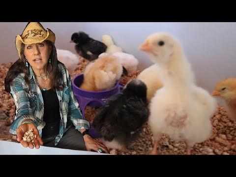 How to Raise Baby Chicks NO HEATLAMP and other tricks!