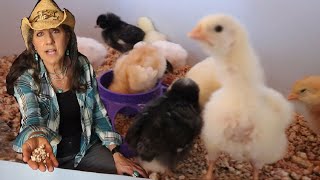 How to Raise Baby Chicks NO HEATLAMP and other tricks!