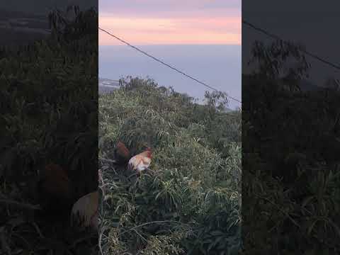 Hahn in Ruh' mit sin Fru 🐓🐔