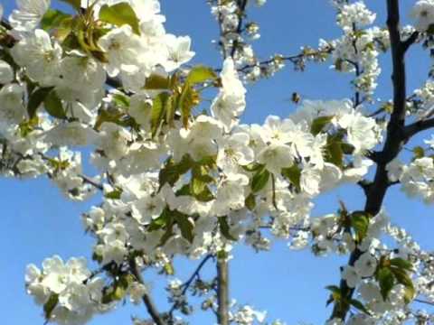 Doina Sulac - Floarea Dorului