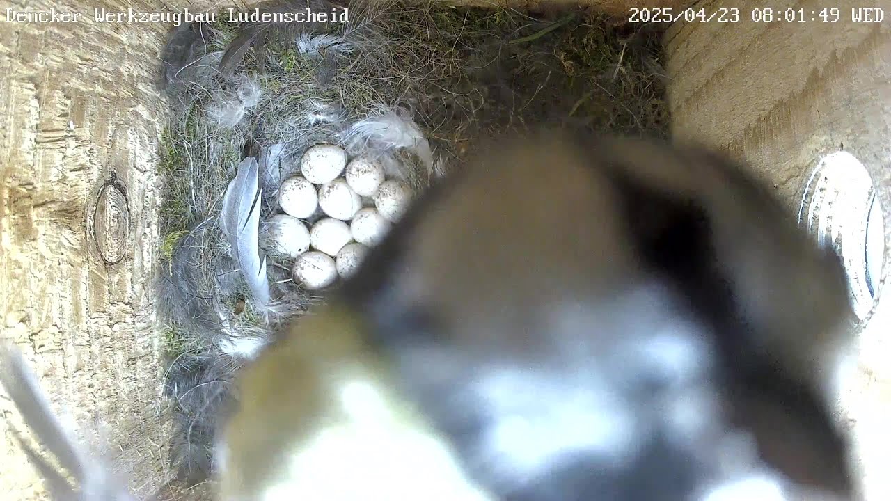 Das große Brüten hat begonnen und Lady Gaga gagafiziert auf 10 Eiern! | 23.04.2025