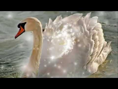 Das Schweigen der Schwäne -  Frans Bauer