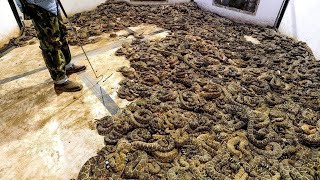 He Found 45 Rattlesnakes Under the Floor Of His House, You Won’t Believe What He Did With Them!