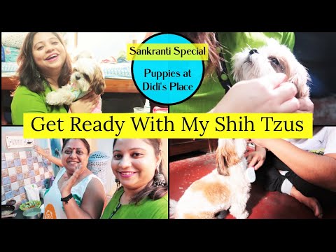 How To Maintain Daily Hygiene For Puppies | Get Ready With My Puppies | Current Daily Hygiene Video