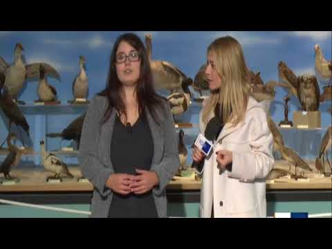 TG Itinerante Offagna 11/11/2017