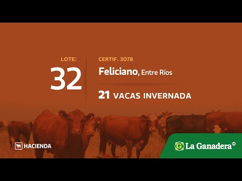 Lote Vacas invernada en Feliciano