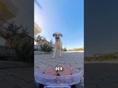 Er schickte Futter auf einem kleinen Auto 🚗🐶