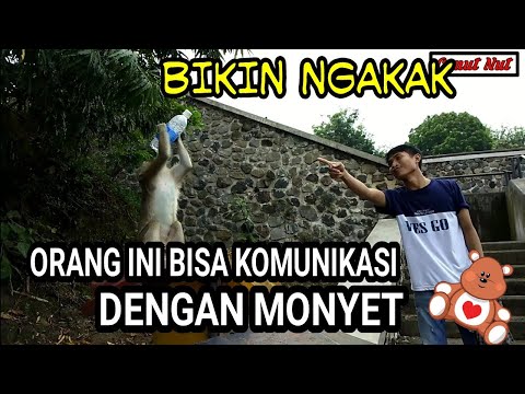 curhatan-monyet-rempong-bersama-cenut-nut-di-jamin-ngakak