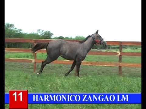 2014-GRAN REMATE HARAS RINCON DEL AGUARA - LOTE 11 - HARMONICO ZANGAO LM