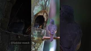 Download lagu Sarang burung tledekan di bambu mp3 Download lagu Sarang burung tledekan di bambu mp3