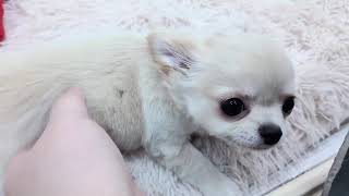 チワワ（ロング）の動画01