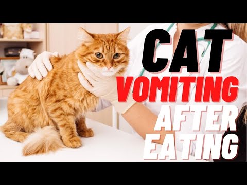 Cat Vomiting After Eating | Why Do Cats Vomit?