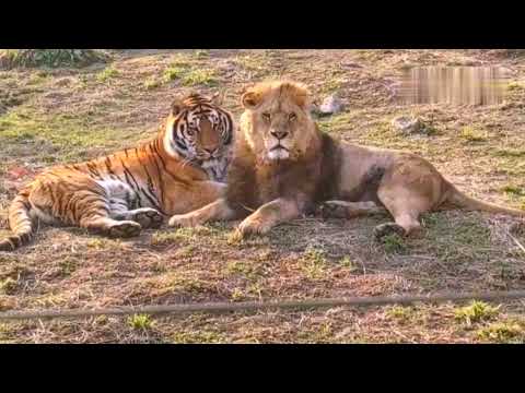 Siberian tiger playing with African lions.