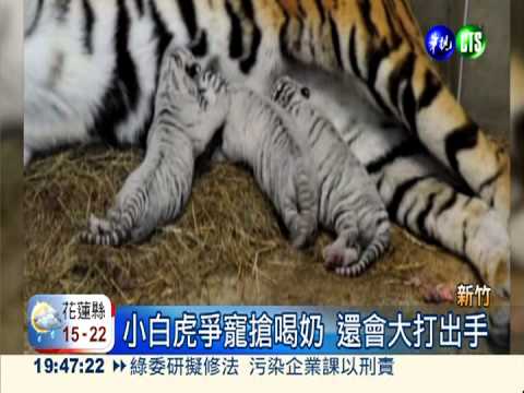 動物園新嬌客! 3小白虎搶先看