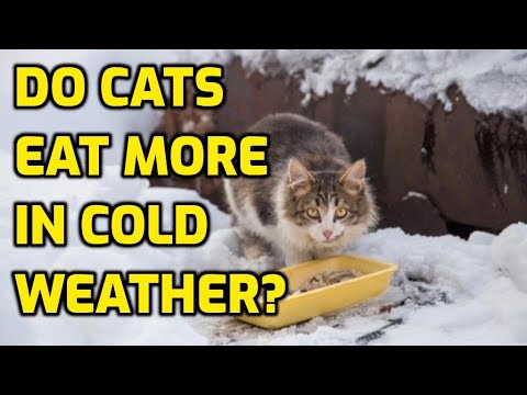 Are Cats More Hungry In The Winter?