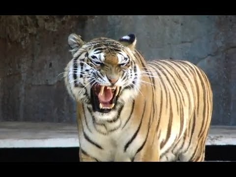 Awesome tiger roar roma bioparco tigre big cat sound