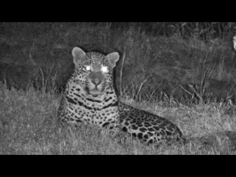 Djuma: Hosana male leopard returns back for visit at Vuyatela pan - 01:06 - 09/26/18