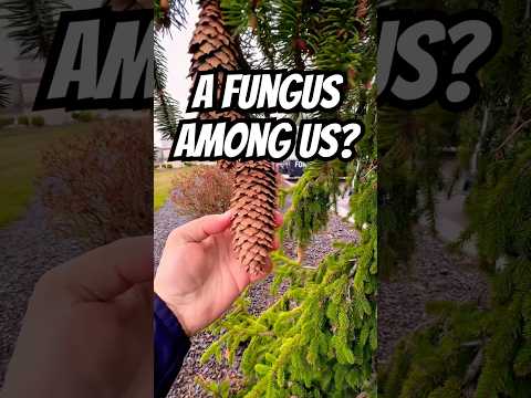 There Was A Fungus Among Us - Hugh Barrett and The Victors