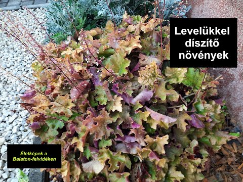 Levelükkel is díszítő növények egész évben