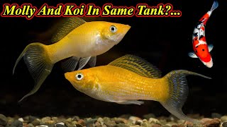 Molly and Koi இந்த இரண்டு மீனையும் ஒரே Tank-இல் போடலாமா ? Molly and Koi... / Fish Aquarium Tamil