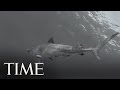 Are Shark Attacks On The Rise? | TIME