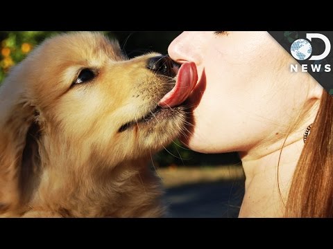 你該讓狗狗舔你的臉嗎？ (Should You Let A Dog Lick Your Face?)
